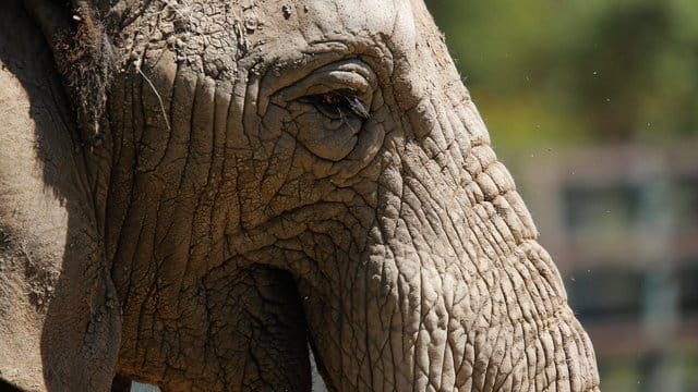 Ein Team um den Evolutionsgenetiker Michel Milinkovitch von der Universität Genf hat untersucht, wie das Faltennetzwerk afrikanischer Elefanten zustande kommt. Ein Team um den Evolutionsgenetiker Michel Milinkovitch von der Universität Genf hat untersucht, wie das Faltennetzwerk afrikanischer Elefanten zustande kommt.
