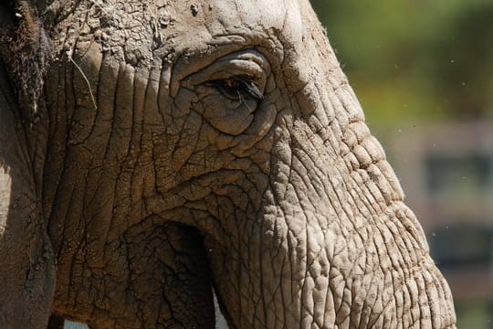 Ein Team um den Evolutionsgenetiker Michel Milinkovitch von der Universität Genf hat untersucht, wie das Faltennetzwerk afrikanischer Elefanten zustande kommt.