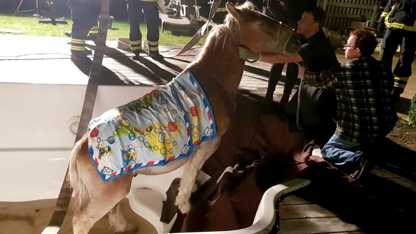 Feuerwehrmänner und Helfer befreien das Pferd aus einem Pool: Sieben Pferde waren von der angrenzenden Koppel ausgebrochen, eines der Tiere war in den abgedeckten Pool gefallen.