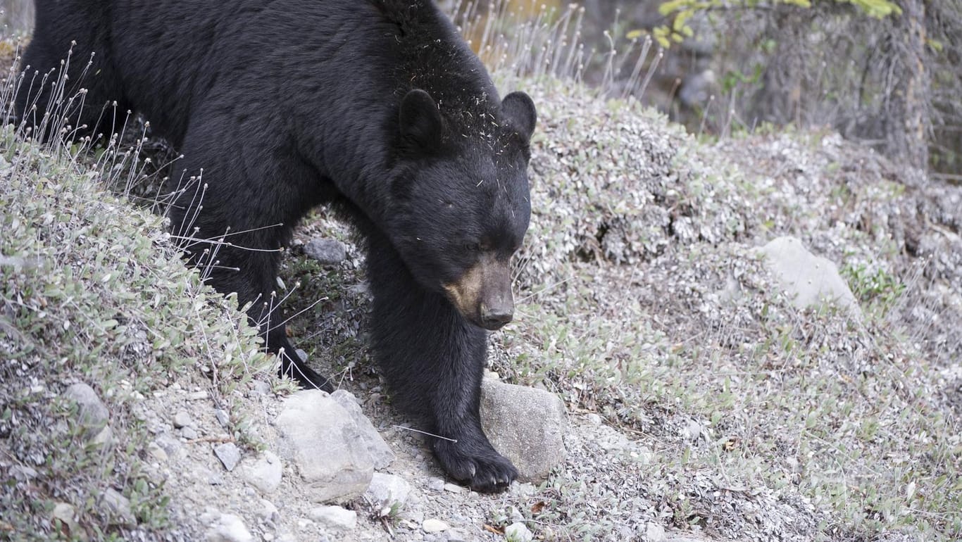 Ein Schwarzbär in freier Wildbahn (Symbolbild): In Alaska hat sich der Schuss eines Jägers schnell gerächt – das angeschossene Tier ist auf den Jäger zugerollt und hat diesen schwer verletzt.