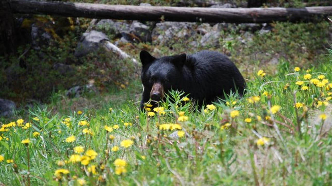 Ein Schwarzbär in Kanada am Straßenrand.