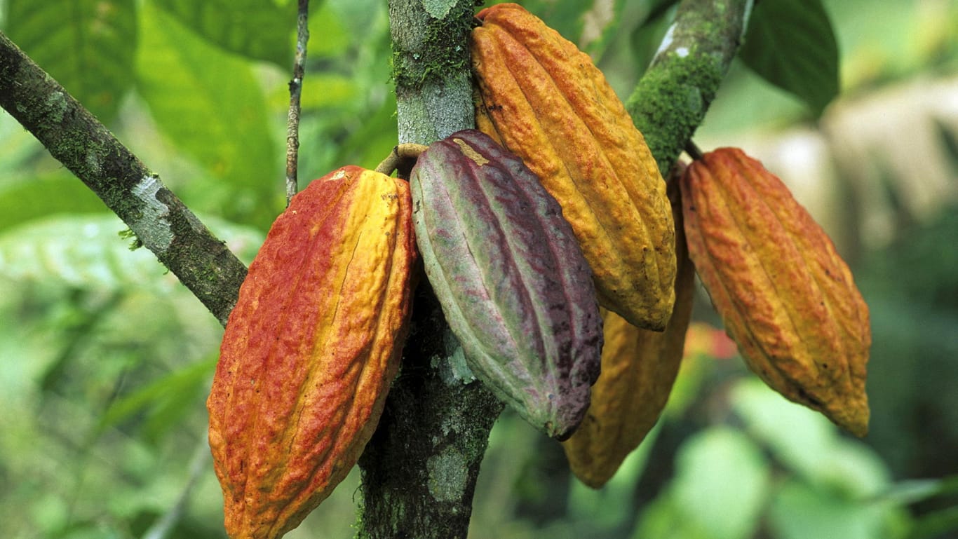 Kakaopflanze in Brasilien: Es gelten bestimmte Standards bei "Fairtrade". Dabei geht es unter anderem um eine angemessene Bezahlung der Plantagenarbeiter, langfristige Handelsbeziehungen und die Einhaltung von Arbeitsschutznormen.