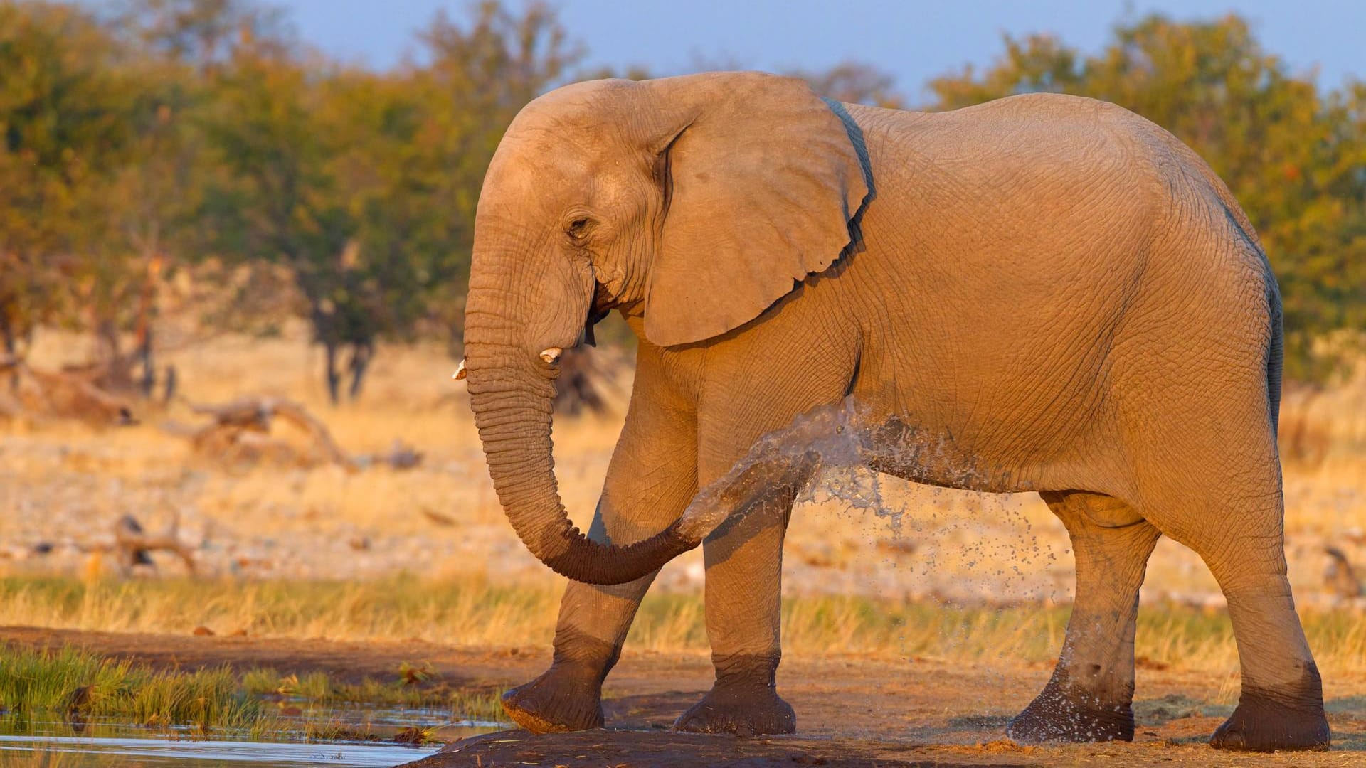 Afrikanischer Elefant bespritzt sich mit Wasser: In den Falten lagert sich Wasser und Schlamm ab.