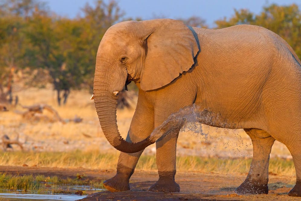 Afrikanischer Elefant bespritzt sich mit Wasser: In den Falten lagert sich Wasser und Schlamm ab.