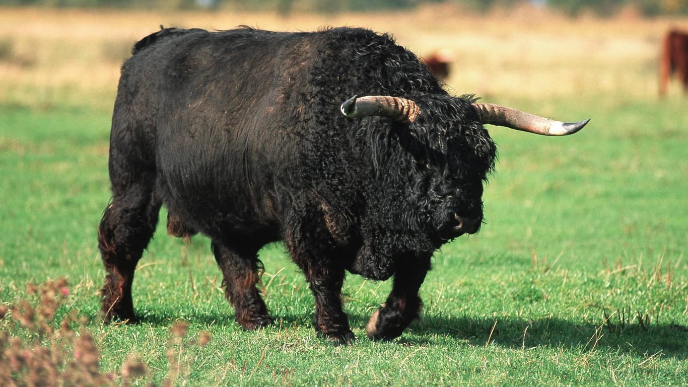 Ein Galloway-Bulle auf der Weide: das ausgebüxte Tier wurde als sehr aggressiv beschrieben.