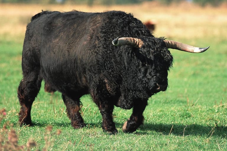 Ein Galloway-Bulle auf der Weide: das ausgebüxte Tier wurde als sehr aggressiv beschrieben.