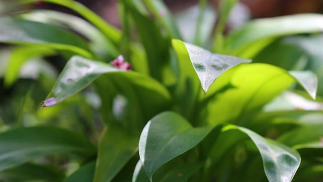 Bärlauch ist nur im Frühling oberirdisch zu sehen.