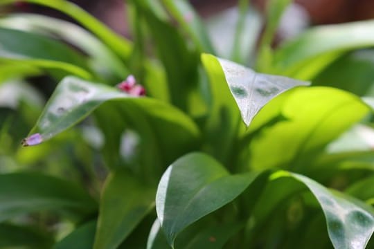 Bärlauch ist nur im Frühling oberirdisch zu sehen.