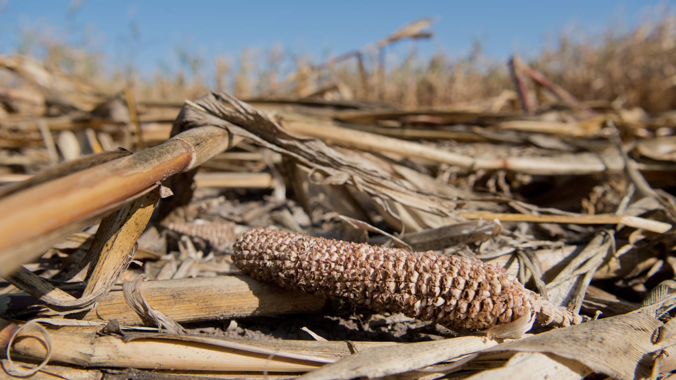 Ein verkümmerter Maiskolben liegt auf einem Feld (Symbolbild): Es droht weiter trocken zu bleiben, obwohl die Natur dringend viel Niederschlag braucht.