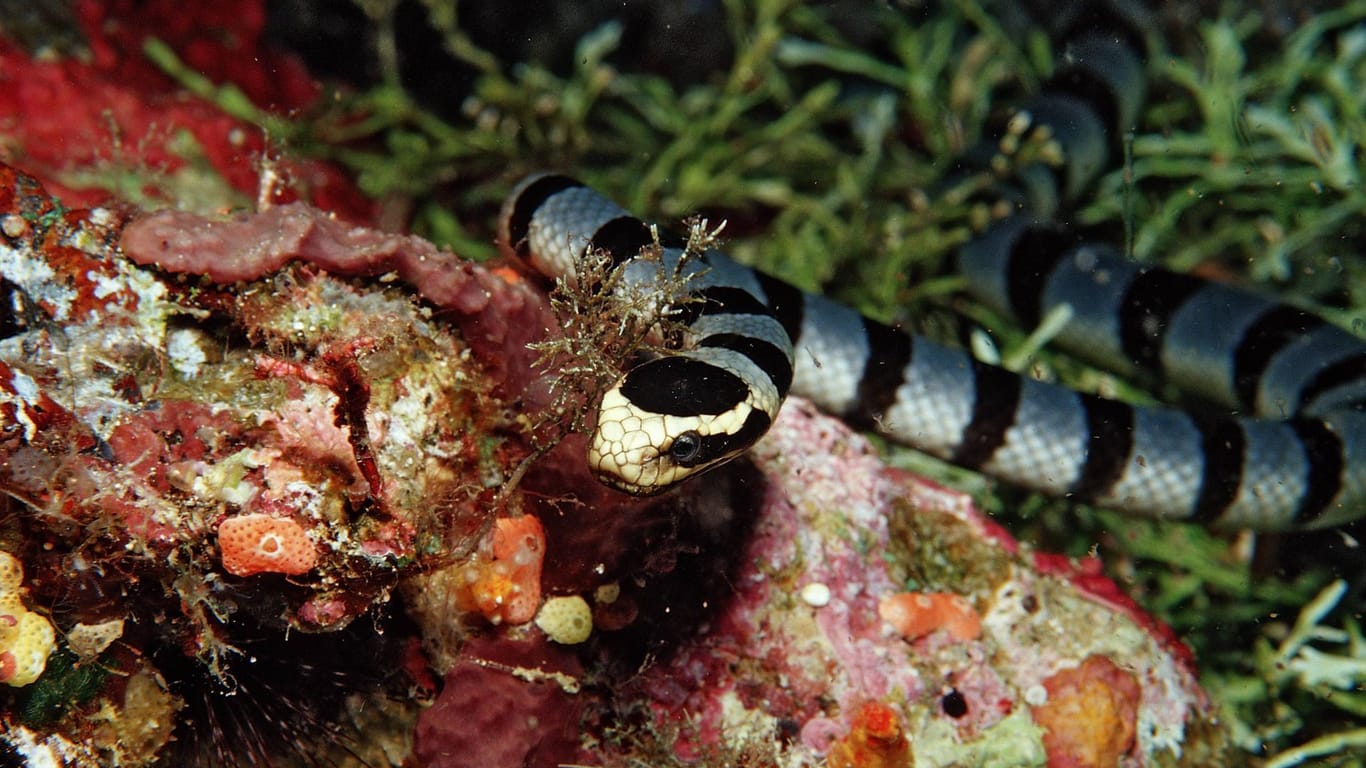 Eine Gebänderte Gelblippen-Seeschlange: 30 von 70 bekannten Seeschlangen leben in australischen Gewässern.