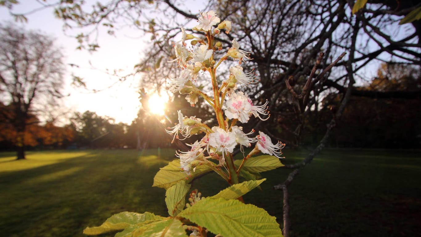 Blühender und Kastanienbaum bei untergehender Sonne: Das Wochenende bleibt weitgehend trocken und sonnig.