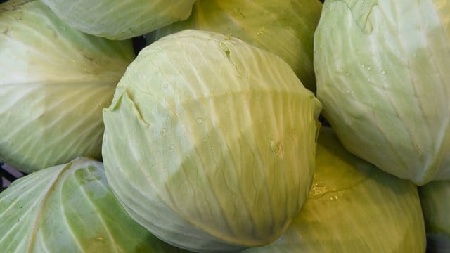 Der Ernteausfall bei Weißkohl liegt in einigen Regionen bei bis zu 40 Prozent.