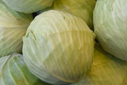 Der Ernteausfall bei Weißkohl liegt in einigen Regionen bei bis zu 40 Prozent.