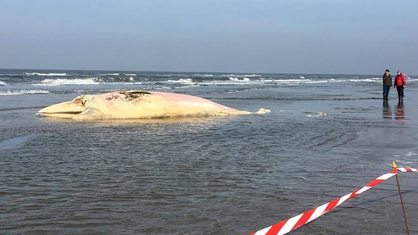 Toter Wal angeschwemmt: Der verwesende Kadaver eines rund neun Meter langen Wales liegt am Strand.