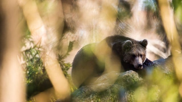 Braunbär im Freigehege im Nationalpark Bayerischer Wald. Braunbär im Freigehege im Nationalpark Bayerischer Wald.