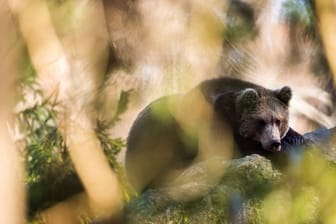 Braunbär im Freigehege im Nationalpark Bayerischer Wald.
