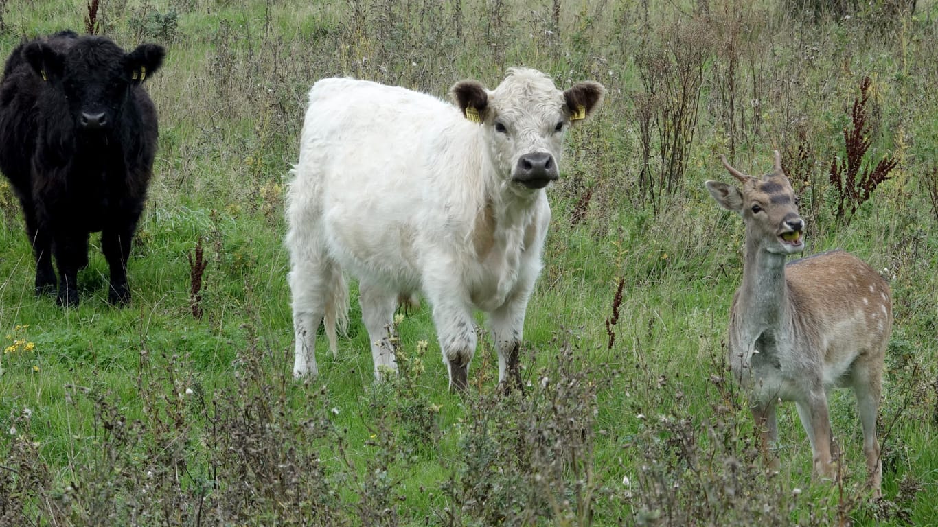 Die Weide in Holnis: Junghirsch Hannes steht neben zwei Rindern.