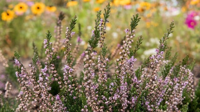 Eine Besenheide blüht im Park "Planten un Blomen"