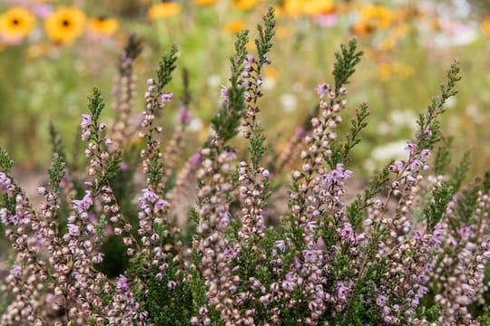 Eine Besenheide blüht im Park "Planten un Blomen"