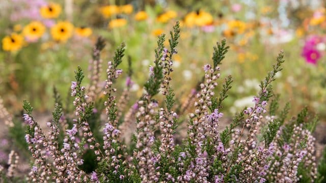 Die auf der Hamburger Roten Liste für bedrohte Arten stehende Besenheide (Calluna vulgaris) ist vielen aus der Lüneburger Heide oder der bei Hamburg gelegenen Fischbeker Heide bekannt. Die auf der Hamburger Roten Liste für bedrohte Arten stehende Besenheide (Calluna vulgaris) ist vielen aus der Lüneburger Heide oder der bei Hamburg gelegenen Fischbeker Heide bekannt.