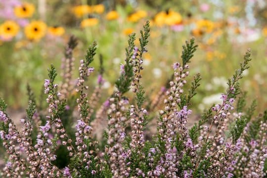 Die auf der Hamburger Roten Liste für bedrohte Arten stehende Besenheide (Calluna vulgaris) ist vielen aus der Lüneburger Heide oder der bei Hamburg gelegenen Fischbeker Heide bekannt.