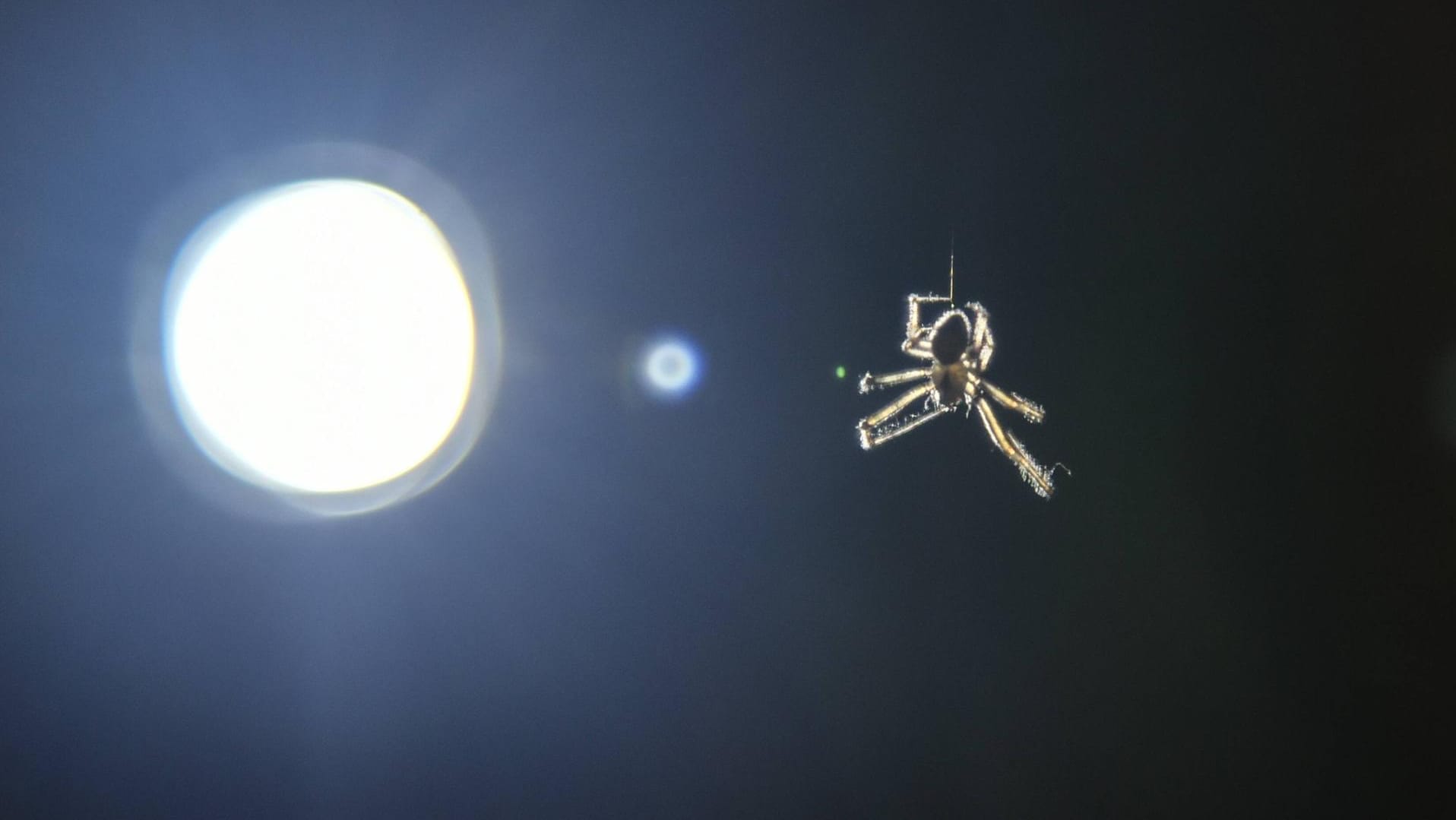 Spinne seilt sich ab: Ein Autofahrer kann da schon mal erschrecken.