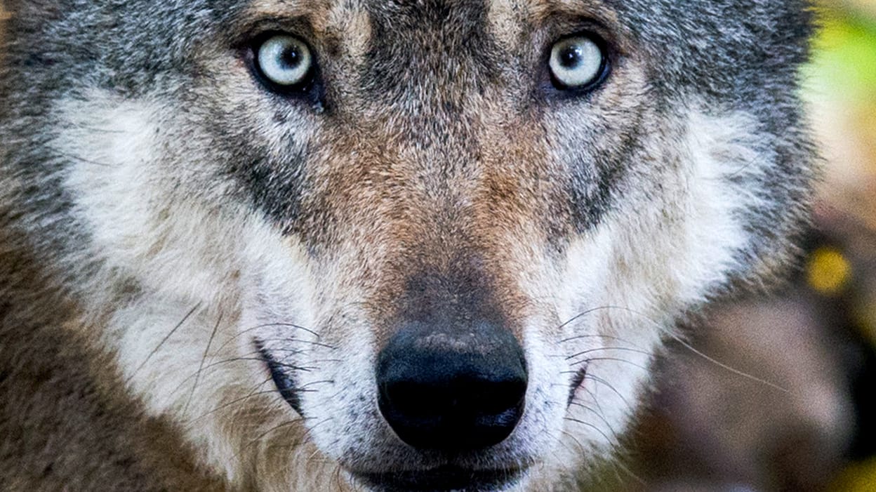 Ein Wolf steht in einem Gehege (Symbolbild): Die FDP hat bereits im Januar 2018 einen Antrag in den Bundestag eingebracht, die Jagd auf Wölfe zu erlauben.