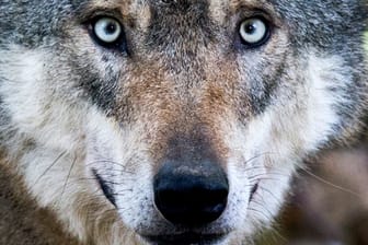 Ein Wolf steht in einem Gehege (Symbolbild): Die FDP hat bereits im Januar 2018 einen Antrag in den Bundestag eingebracht, die Jagd auf Wölfe zu erlauben.