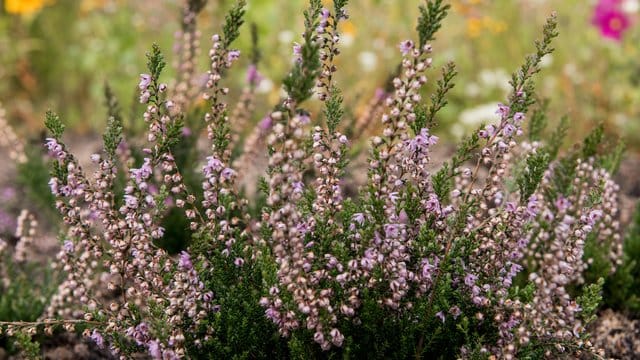 Eine Besenheide blüht in Hamburgs Park "Planten un Blomen".