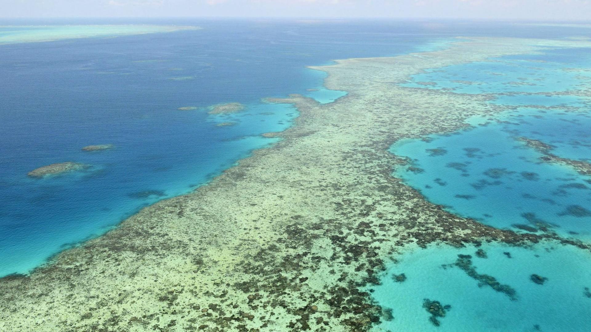 Das Great Barrier Reef in Australien: Binnen drei Wochen hat es im Bundesstaat Queensland drei Unfälle gegeben, bei denen Menschen von einem Hai verletzt worden sind.