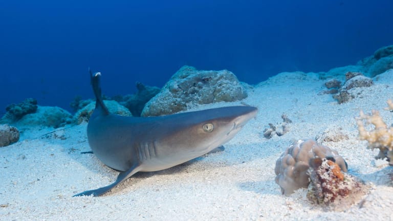 Ein Weissspitzen Riffhai: An 99 Prozent aller Unfälle mit Haifischen sind nur 12 Arten beteiligt. Riffhaie gelten in der Regel nicht als "gefährlich".