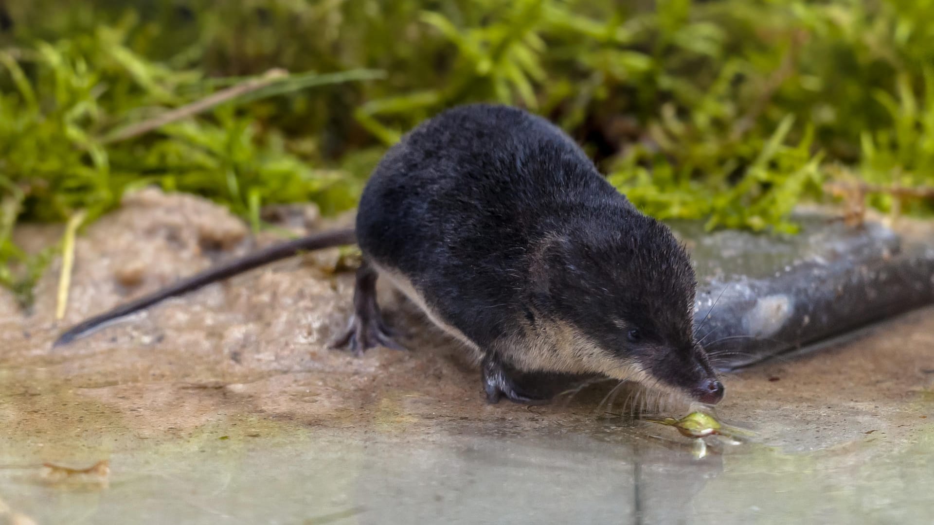 Feldspitzmaus