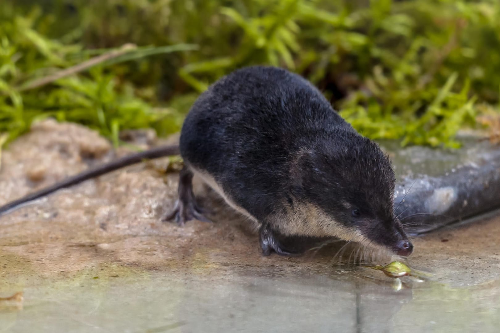 Feldspitzmaus