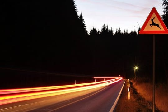 Können akustische Signale Wildtiere von der Straße abhalten? Verkehrsexperten wollen dies nun mit einem Pilotprojekt herausfinden.