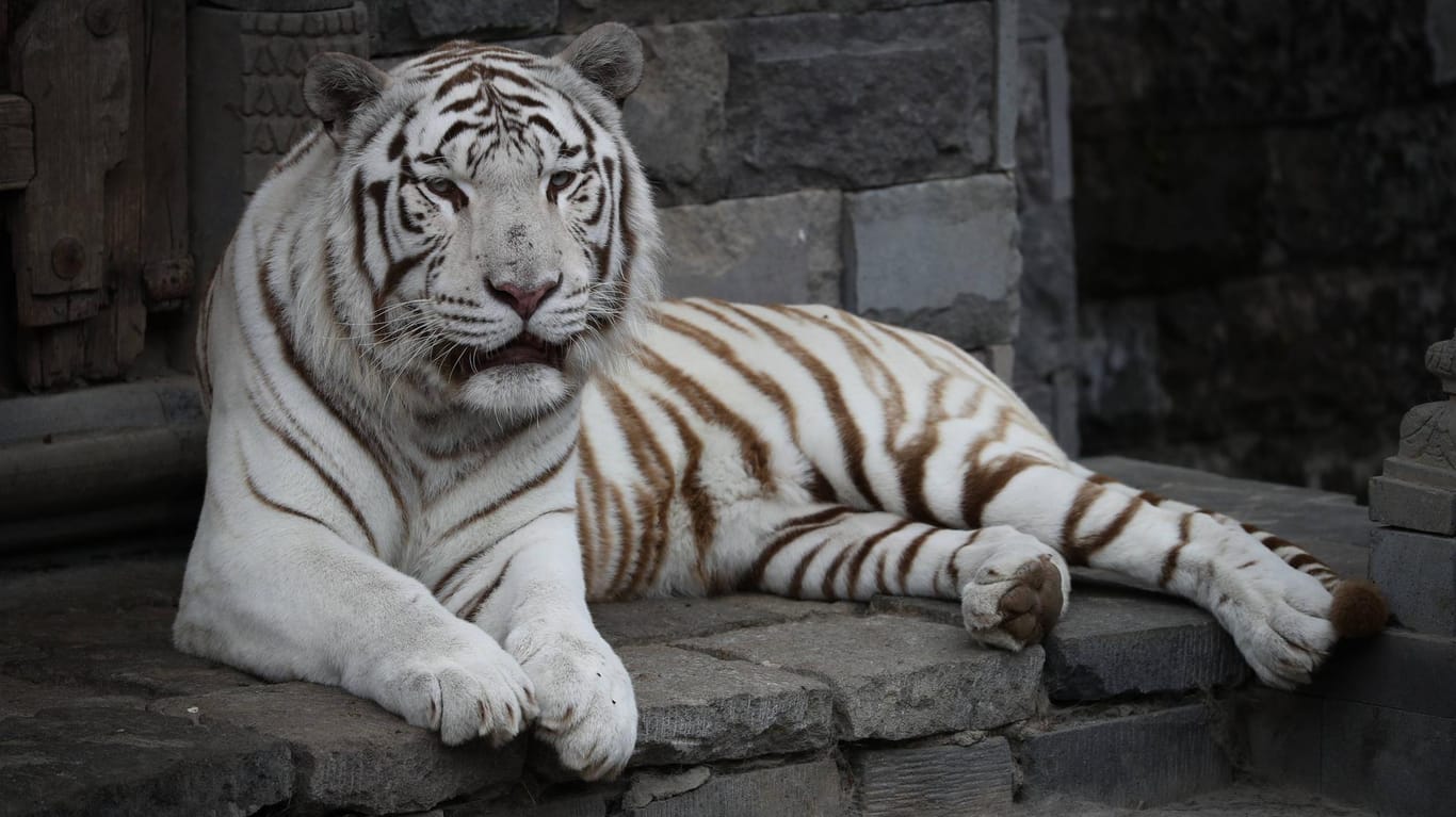 Weißer Tiger im Pairi Daiza Animal Park (Symbolbild): Ein weißer Tiger hat einen Tierpfleger in einem japanischen Zoo getötet.