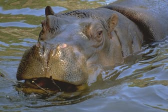 Flusspferd Slavek schwimmt durch ein Wasserbecken im Zoo (Archivbild): Der Prager Zoo trauert um sein legendäres Flusspferd Slavek.