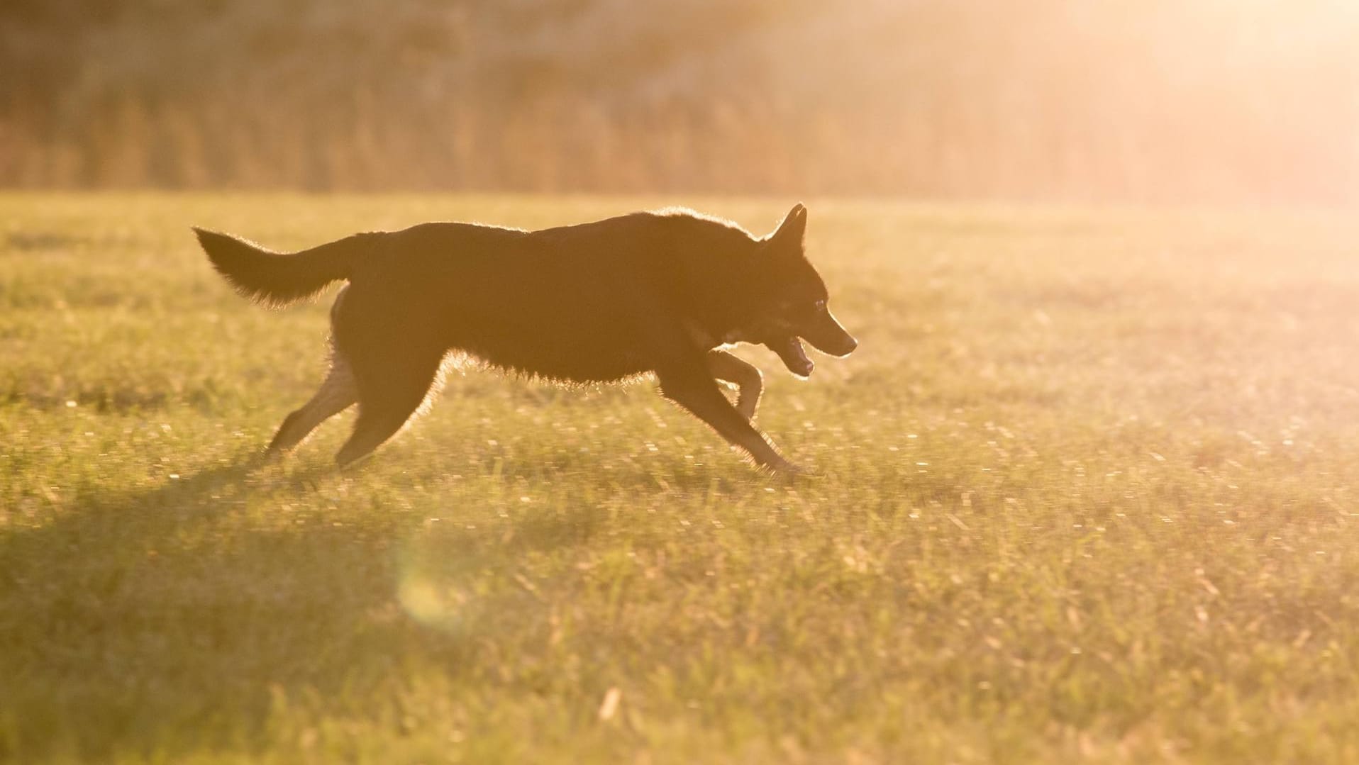 Ein Hund in einem Park: Wuppertal hat eine Vielzahl von Hundewiesen zu bieten.