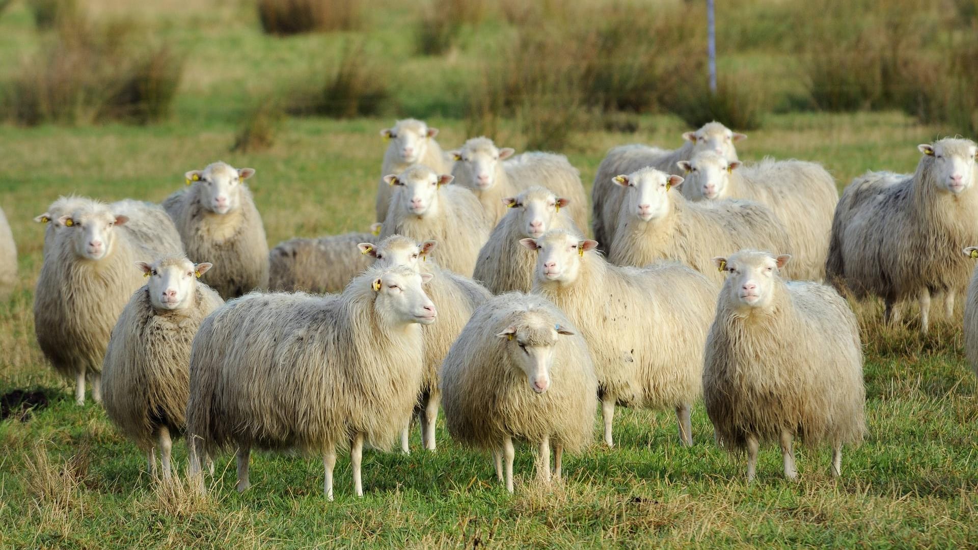 Diepholzer Moorschnucken (Symbolbild): In Ostsachsen wurden 40 Moorschnucken bei einem Wolfangriff getötet.