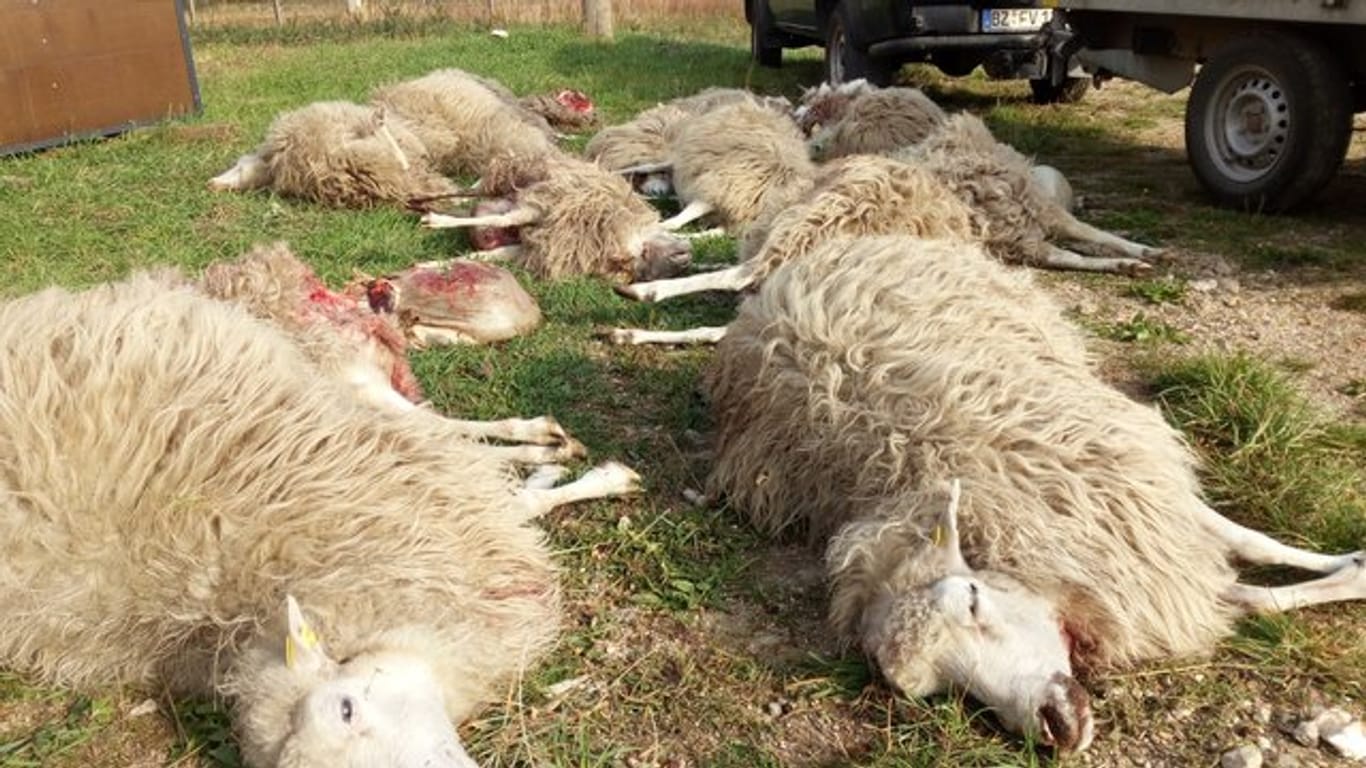 Tote Schafe der Herde der Naturschutzstation "Östliche Oberlausitz" liegen auf einer Wiese.