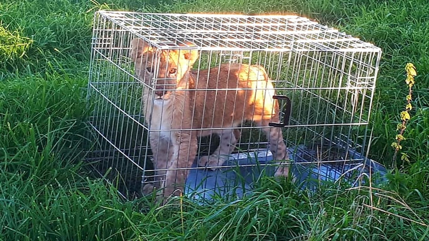 Löwe im Käfig: Er stand auf einem Feld nahe Utrecht.