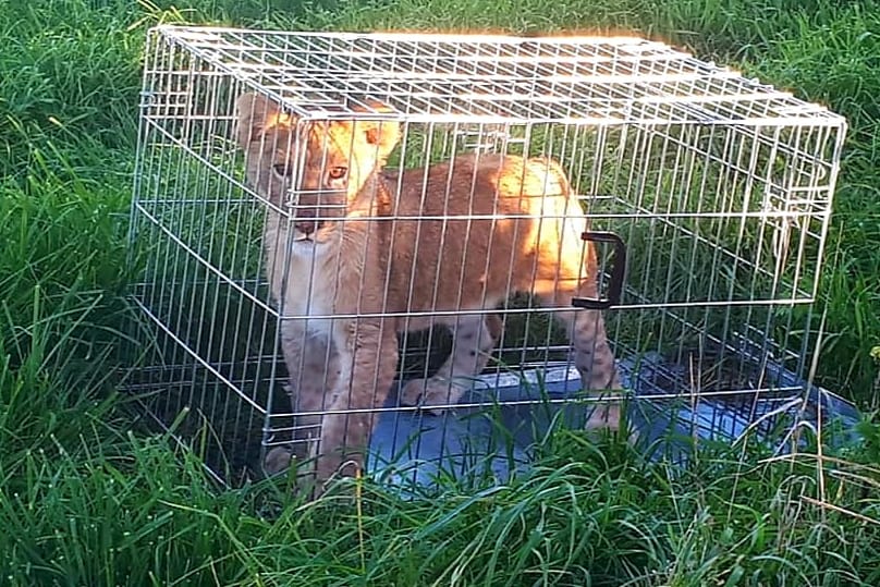 Löwe im Käfig: Er stand auf einem Feld nahe Utrecht.