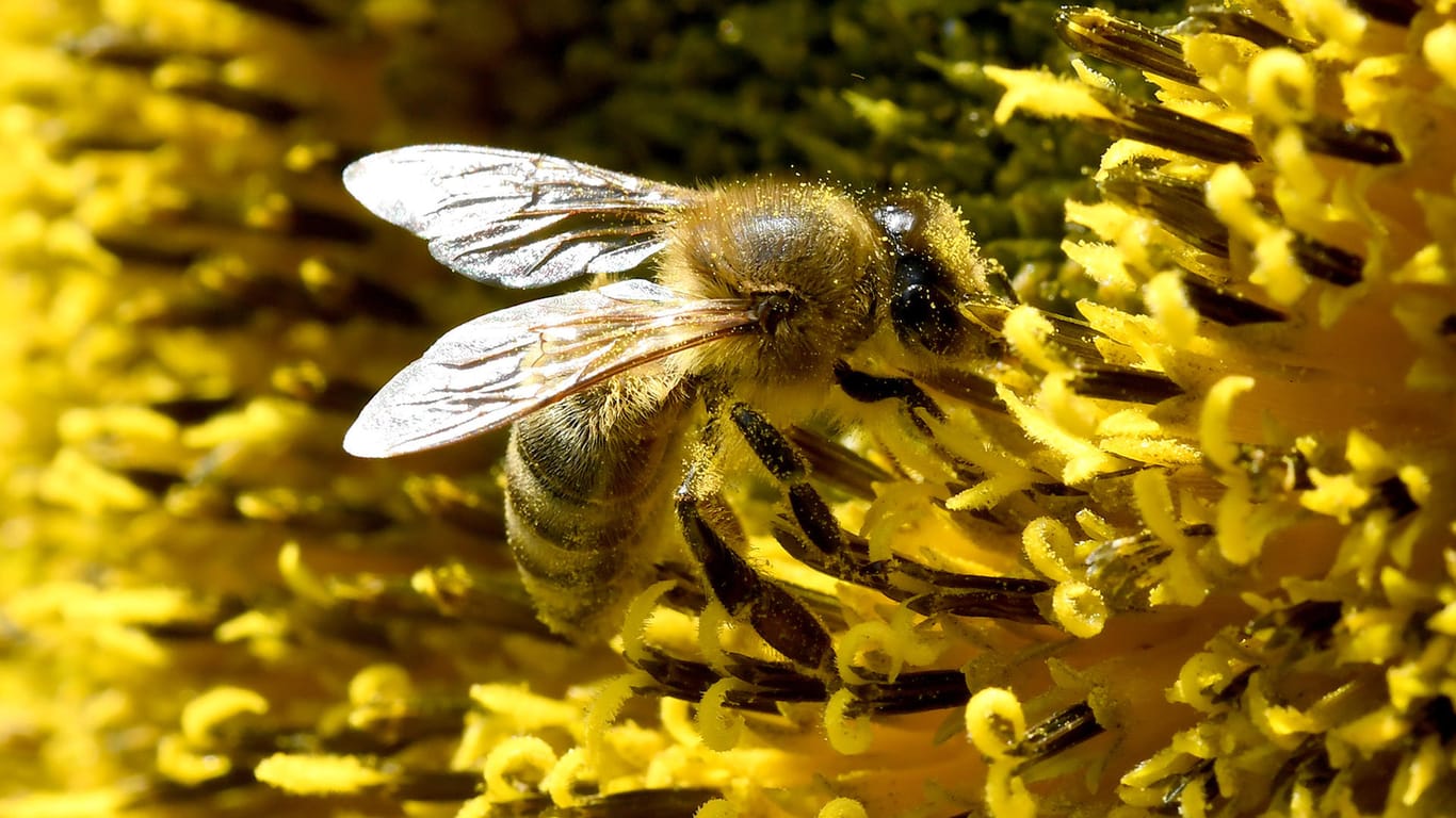 Eine Biene auf einer Sonnenblume: Das Umweltministerium will 100 Millionen Euro für Insekten ausgeben.