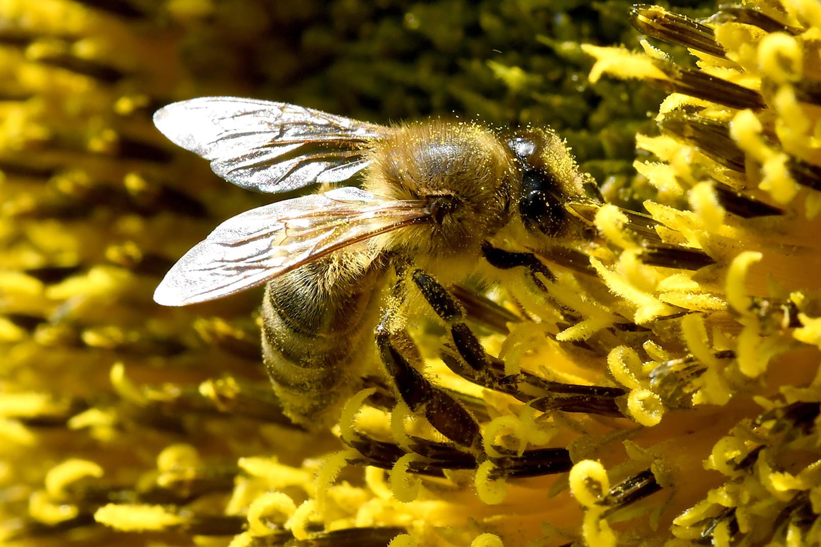 Eine Biene auf einer Sonnenblume: Das Umweltministerium will 100 Millionen Euro für Insekten ausgeben.
