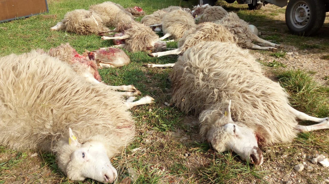 Tote Schafe nach einem Wolfsangriff: Die betroffene Naturschutzstation vermeldete einen Verlust von etwa 90 Tieren.