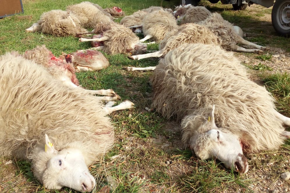 Tote Schafe nach einem Wolfsangriff: Die betroffene Naturschutzstation vermeldete einen Verlust von etwa 90 Tieren.
