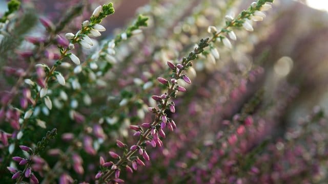 Besenheide (Calluna vulgaris) ist eine sehr pflegeleichte Pflanze.