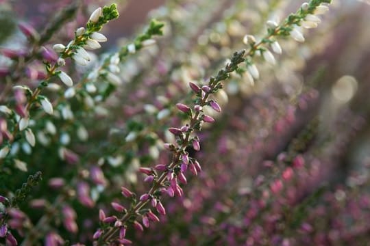 Besenheide (Calluna vulgaris) ist eine sehr pflegeleichte Pflanze.