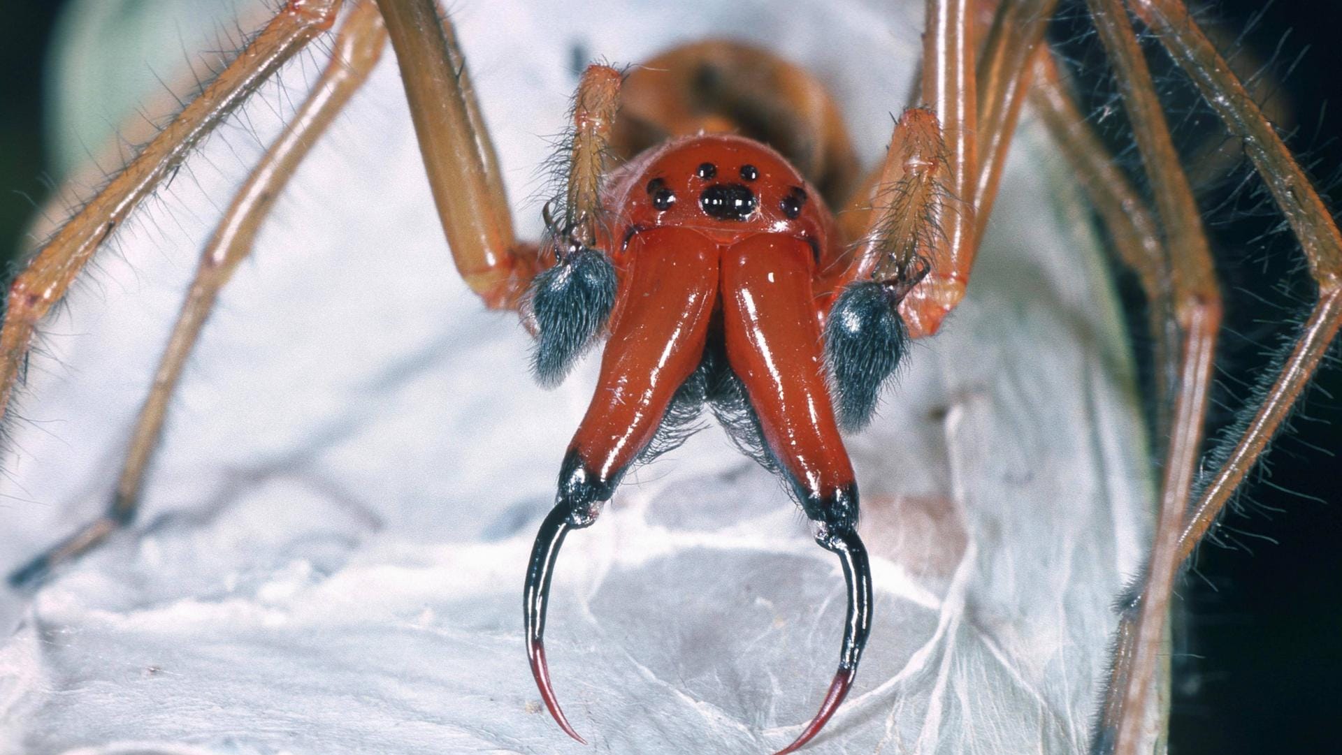 Ammen-Dornfinger: Nach einem Biss dieser Spinne sollte man zum Arzt gehen.