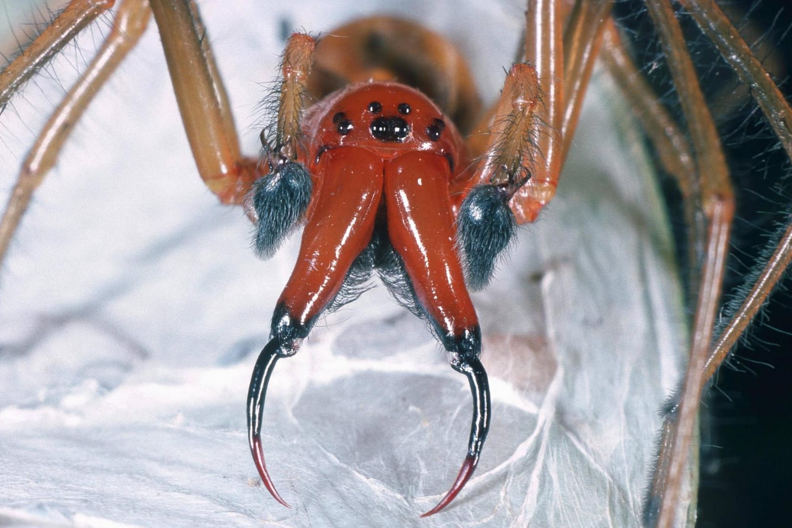 Ammen-Dornfinger: Nach einem Biss dieser Spinne sollte man zum Arzt gehen.