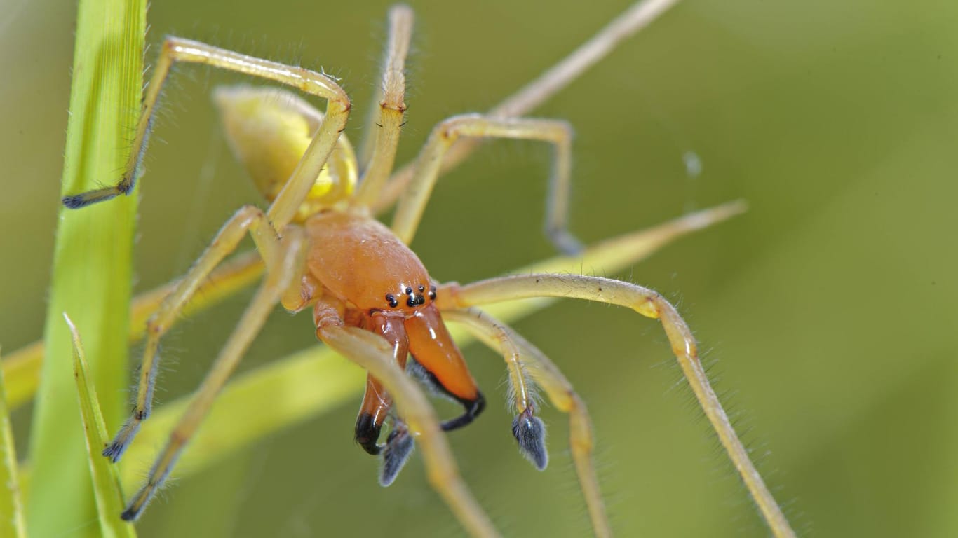 Ammen-Dornfinger: Der rot-orange Kopf dieser Spinnenart fällt besonders auf.